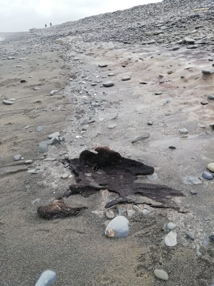 Petrified trees on Llanrhystud beach, Cardigan Bay, Wales